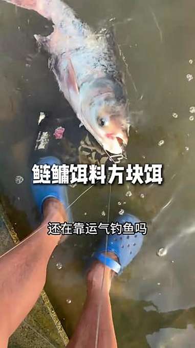 海竿浮钓鲢鳙，如果你的方块饵味型不够大，很难在水广鱼稀的大水面把鲢鳙聚过来 钓鱼 方块饵 