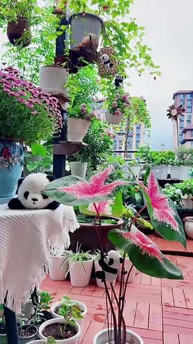 阳台小花园设计效果图 盆栽 家庭养花 小熊猫