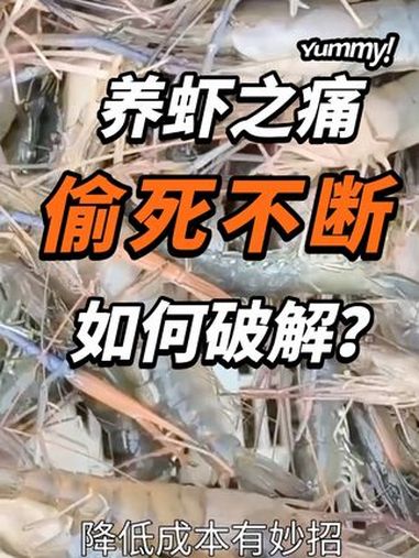 养虾之痛:偷死不断,如何破解?南美白对虾 工厂化养虾 高密度养殖 罗氏虾 水产9号