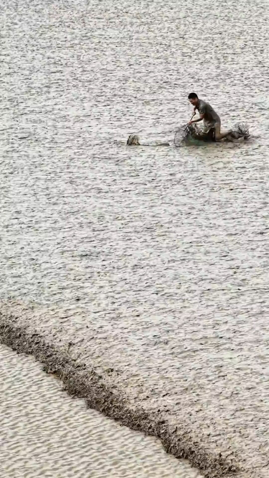 钱塘江抢潮头鱼