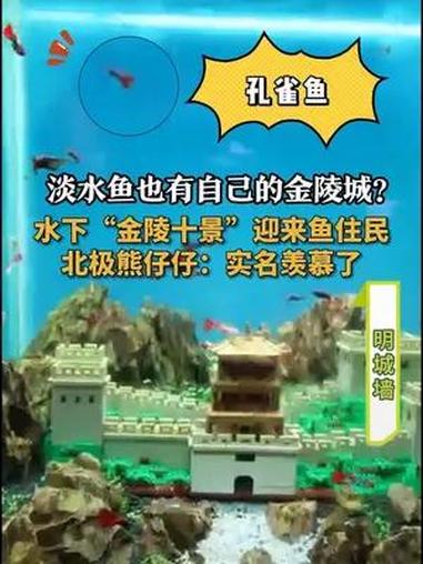 什么?淡水鱼也有自己的金陵城?海底世界和金陵十景出联名款了 近日,南京海底世界的淡水鱼们纷