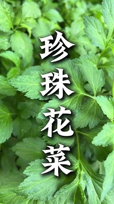 你喜欢珍珠花菜吗 潮汕青草 青草文化