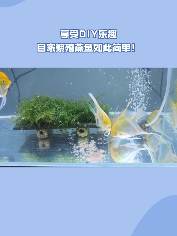 家中养殖人工燕鱼,繁殖技巧全掌握!