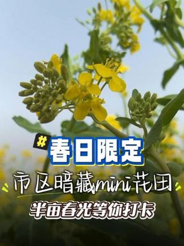 聊城北科新材料科技有限公司「聊真探」春日限定·市区暗藏mini花田 半亩春光等你打卡(万昊