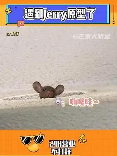 就说猫和老鼠是纪录片叭～!