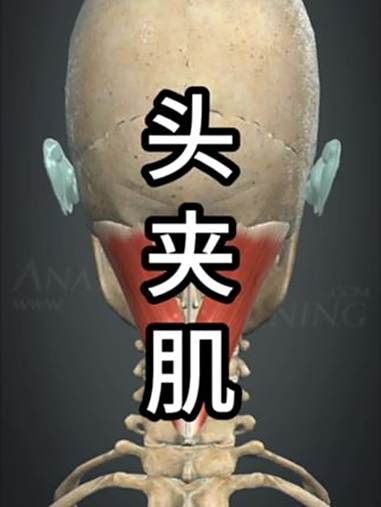 一分钟学肌肉 这块紧张别硬扛 3个动作快速放松「头夹肌」我们颈部的小弹簧，颈部酸痛的救星 