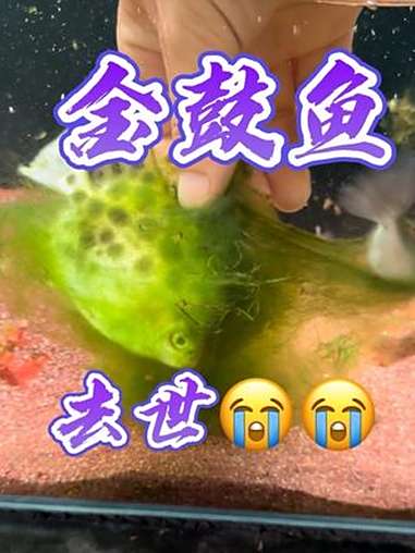 金鼓鱼被自己的食物“馋死了”,可惜了!金鼓鱼吃什么 金鼓鱼