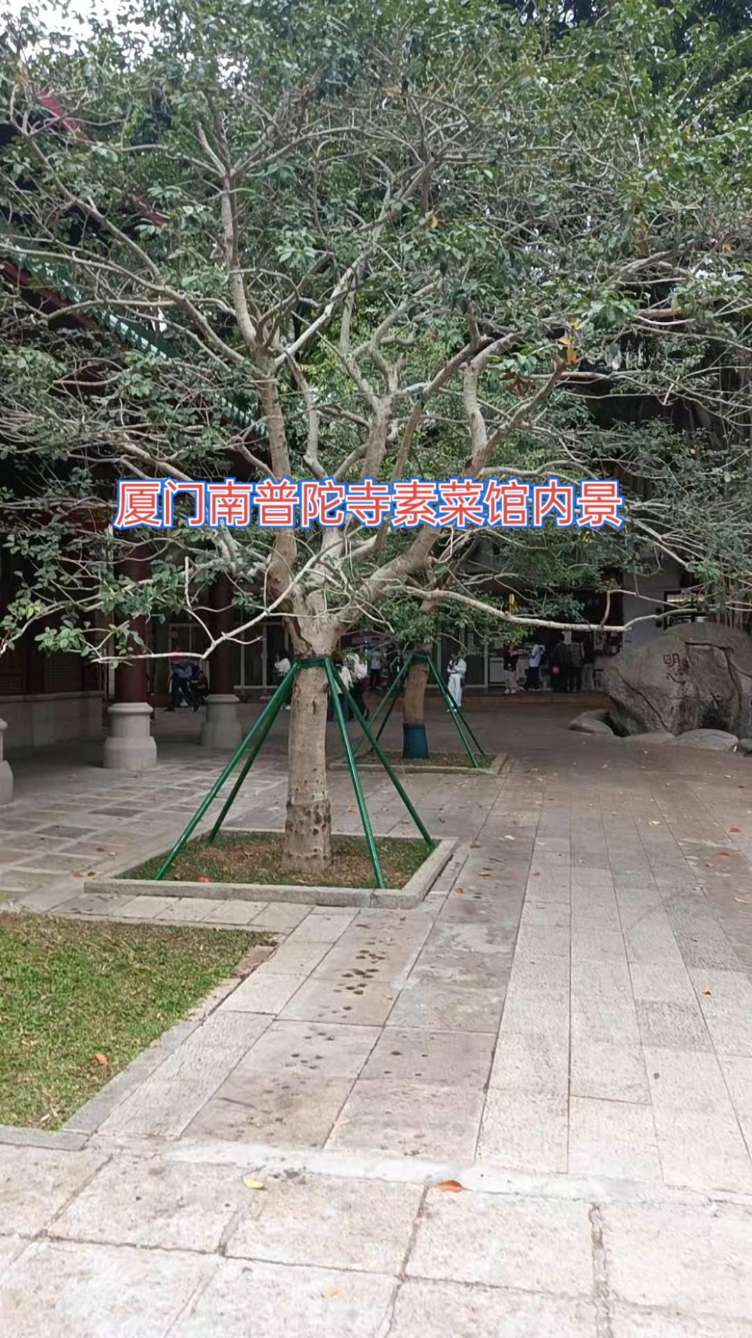 厦门南普陀寺素菜馆内景#古树奇观# #真实生活记录#