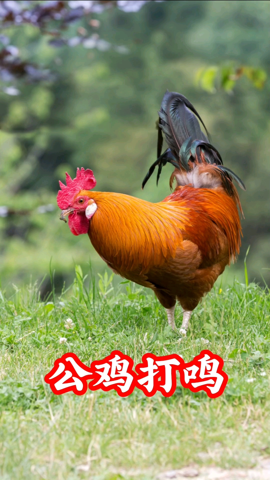 公鸡打鸣