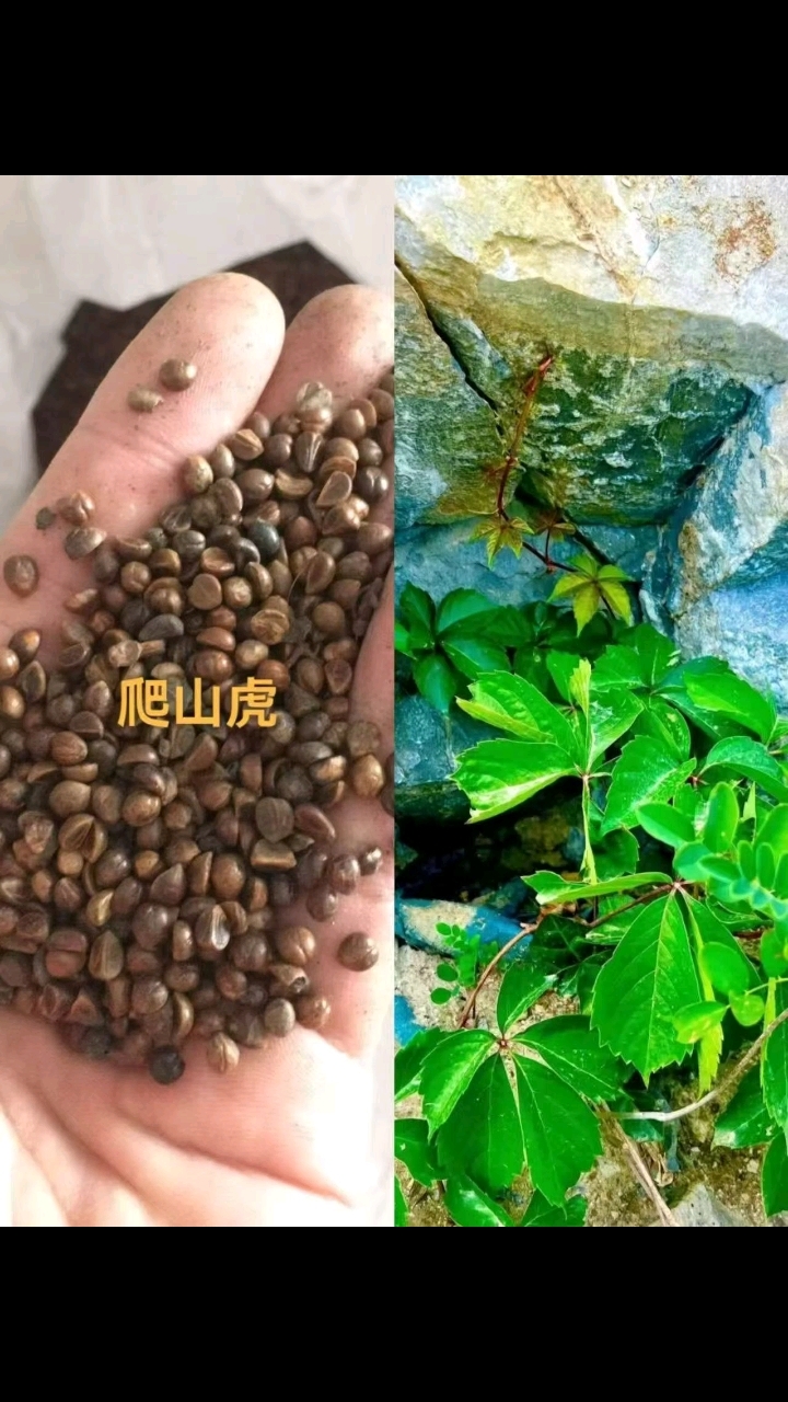 边坡植草绿化草籽