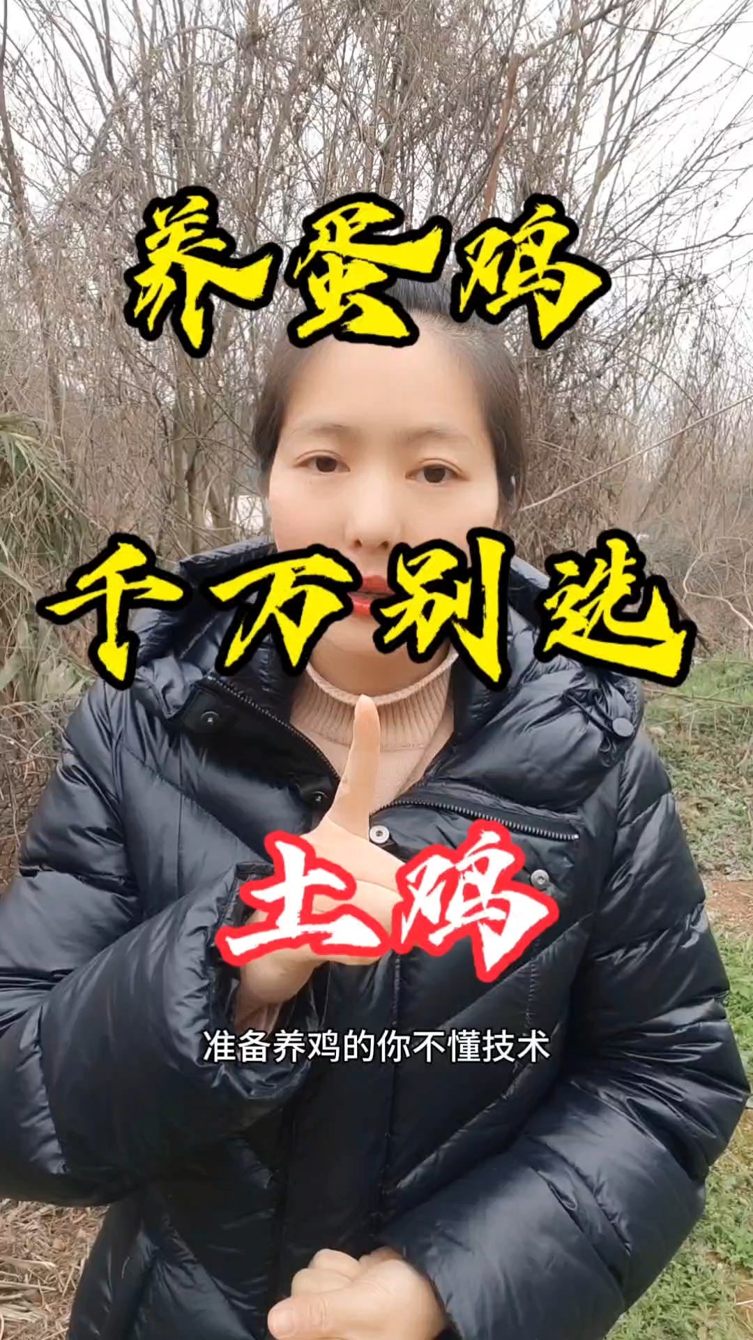 养蛋鸡,别选土鸡!养蛋鸡的你,记得一定要选择高产蛋鸡