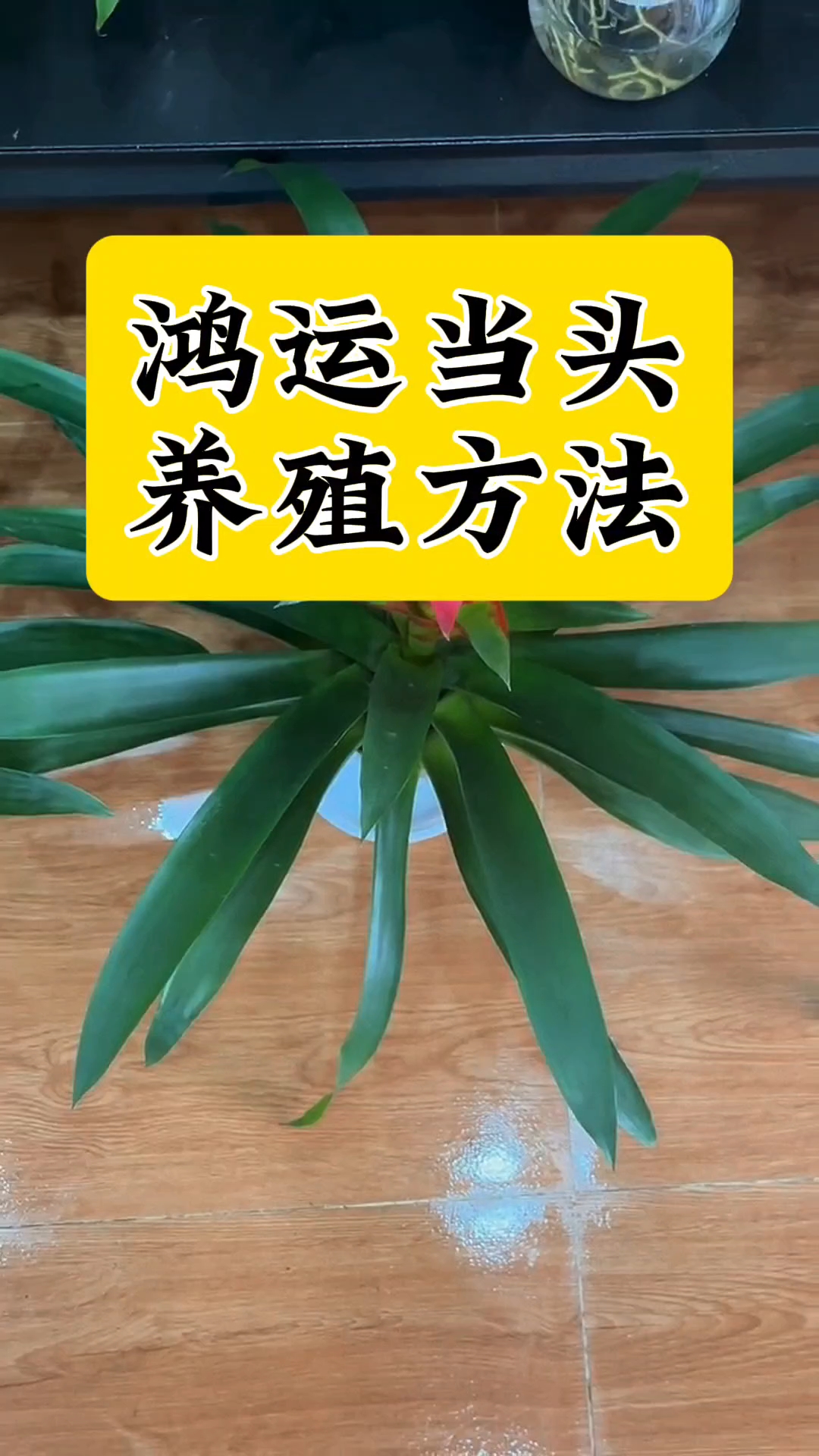 鸿运当头盆栽养殖方法和注意事项鸿运当头叶子发黄焦边干枯怎么办