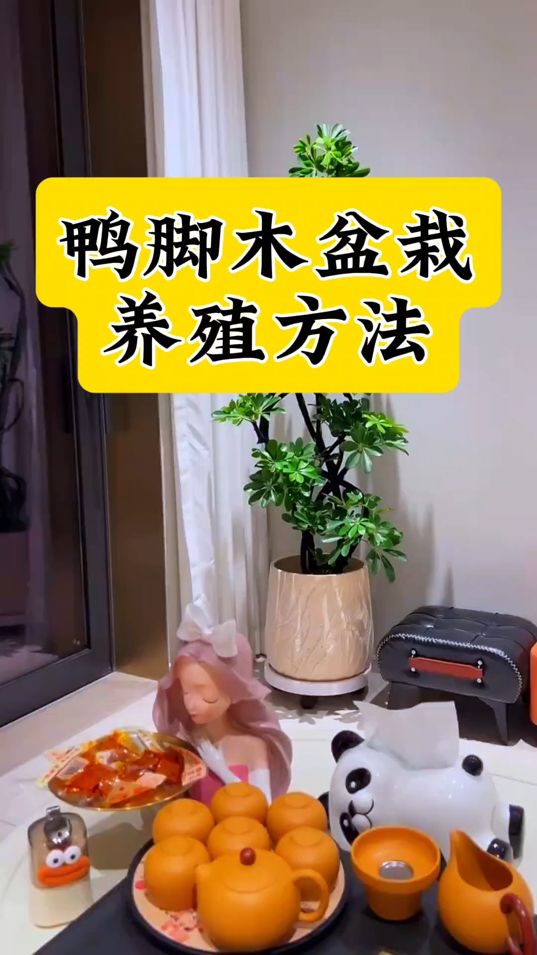 鸭脚木盆栽养殖方法和注意事项 鸭脚木黄叶掉叶不长新叶怎么补救