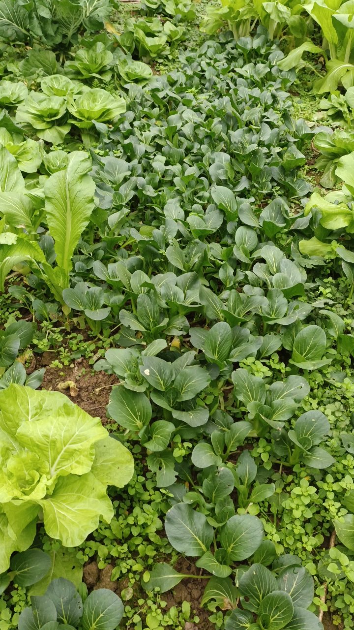 小白菜绿油油,丰收季正当时
