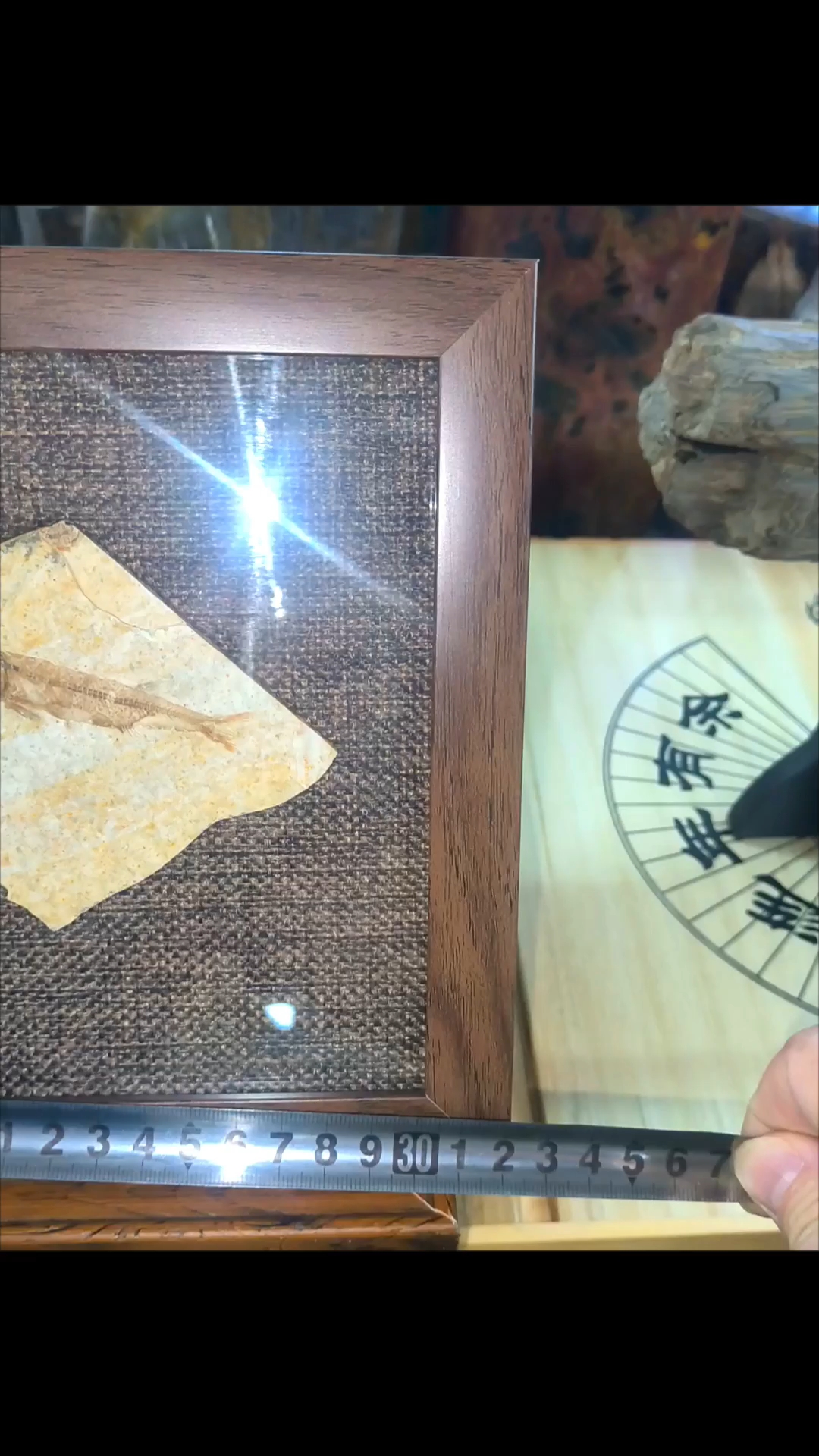 #精品对开狼鳍鱼化石