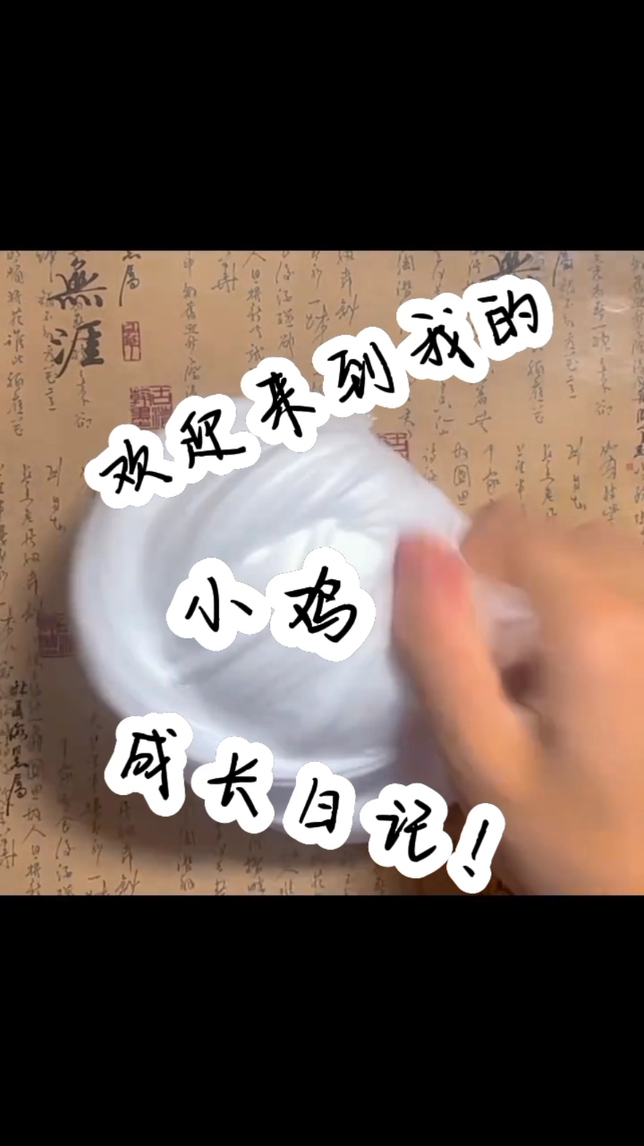 欢迎来到我的小鸡成长日记