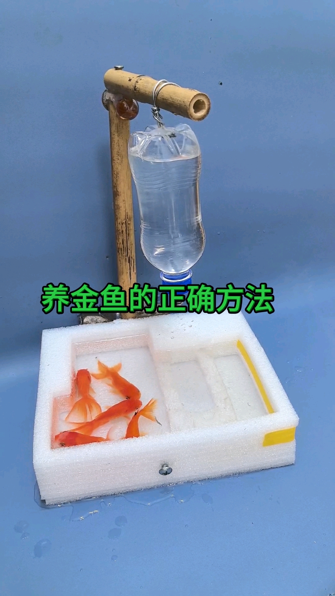 养金鱼的正确方法