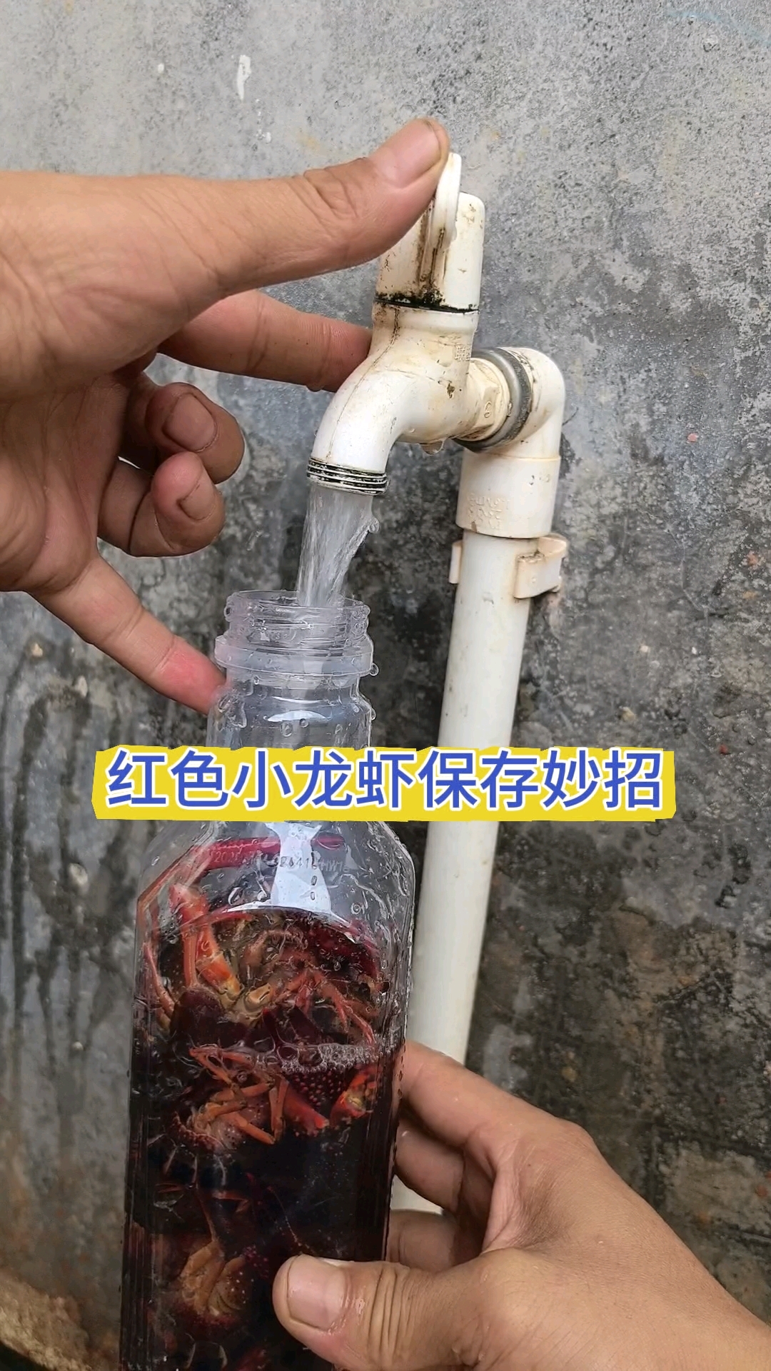 红色小龙虾保存妙招