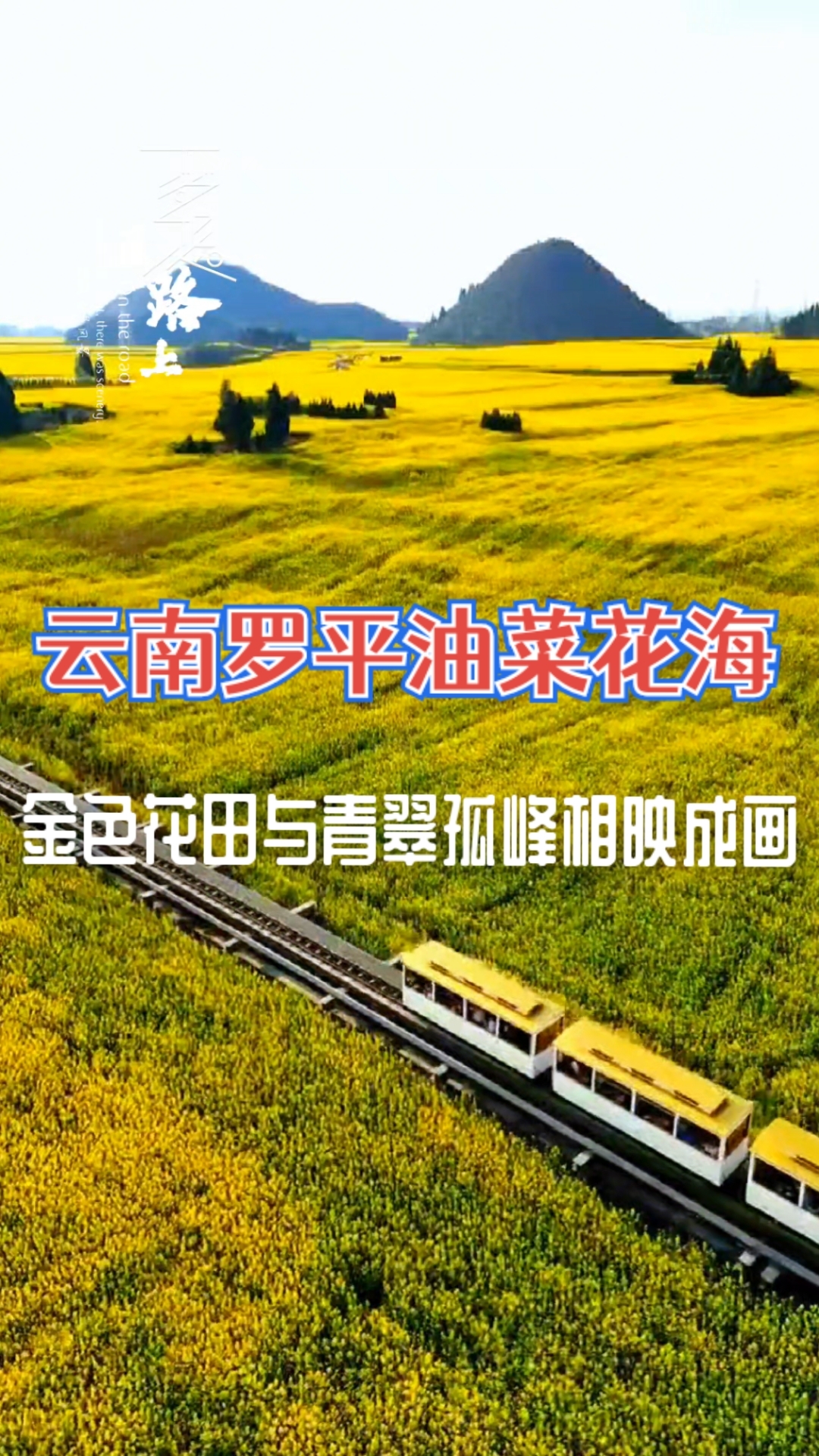 #全国春日美景图鉴# 云南罗平油菜花海已进入尾花期,金色花田与青翠孤峰相映成画#最美的风景