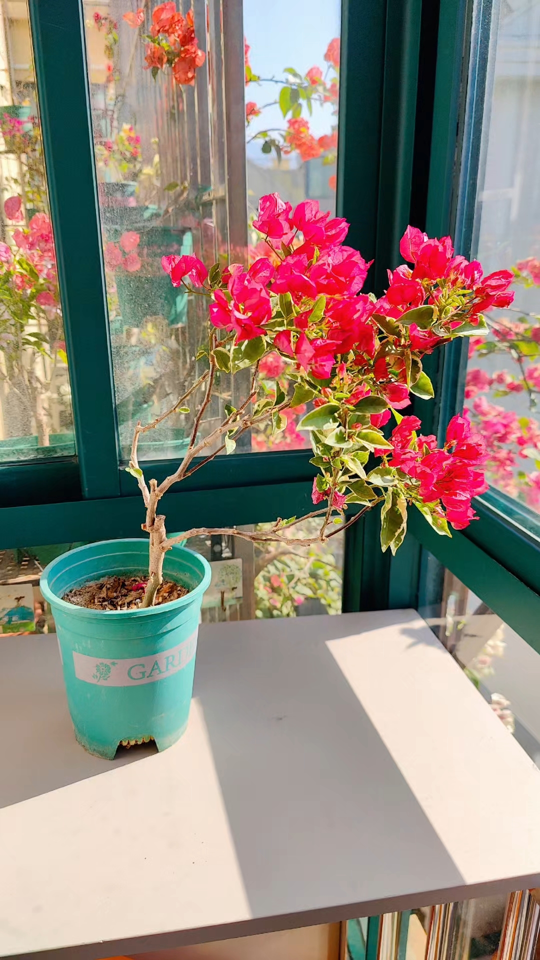 蜡染粉这季特别粉