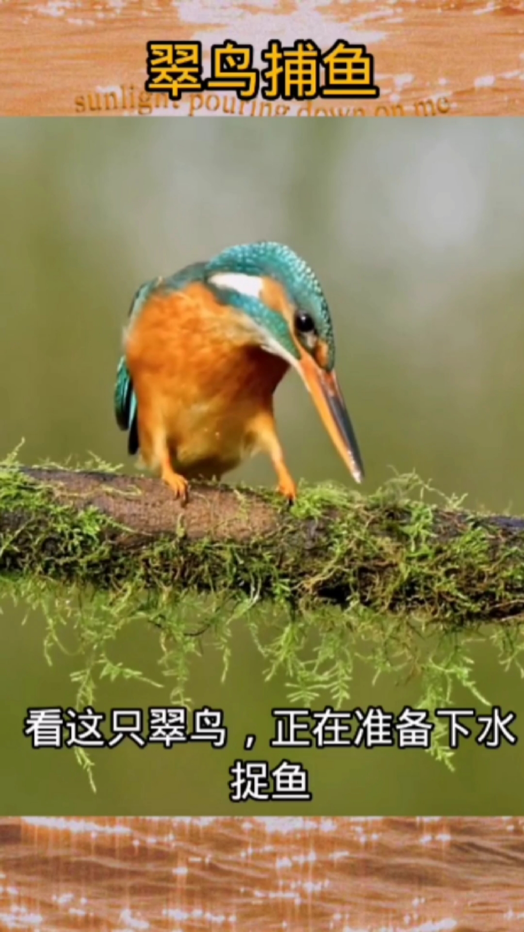 快来看翠鸟是如何捕鱼的