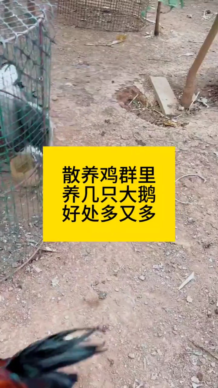 散养鸡群里养几只大鹅,好处多又多