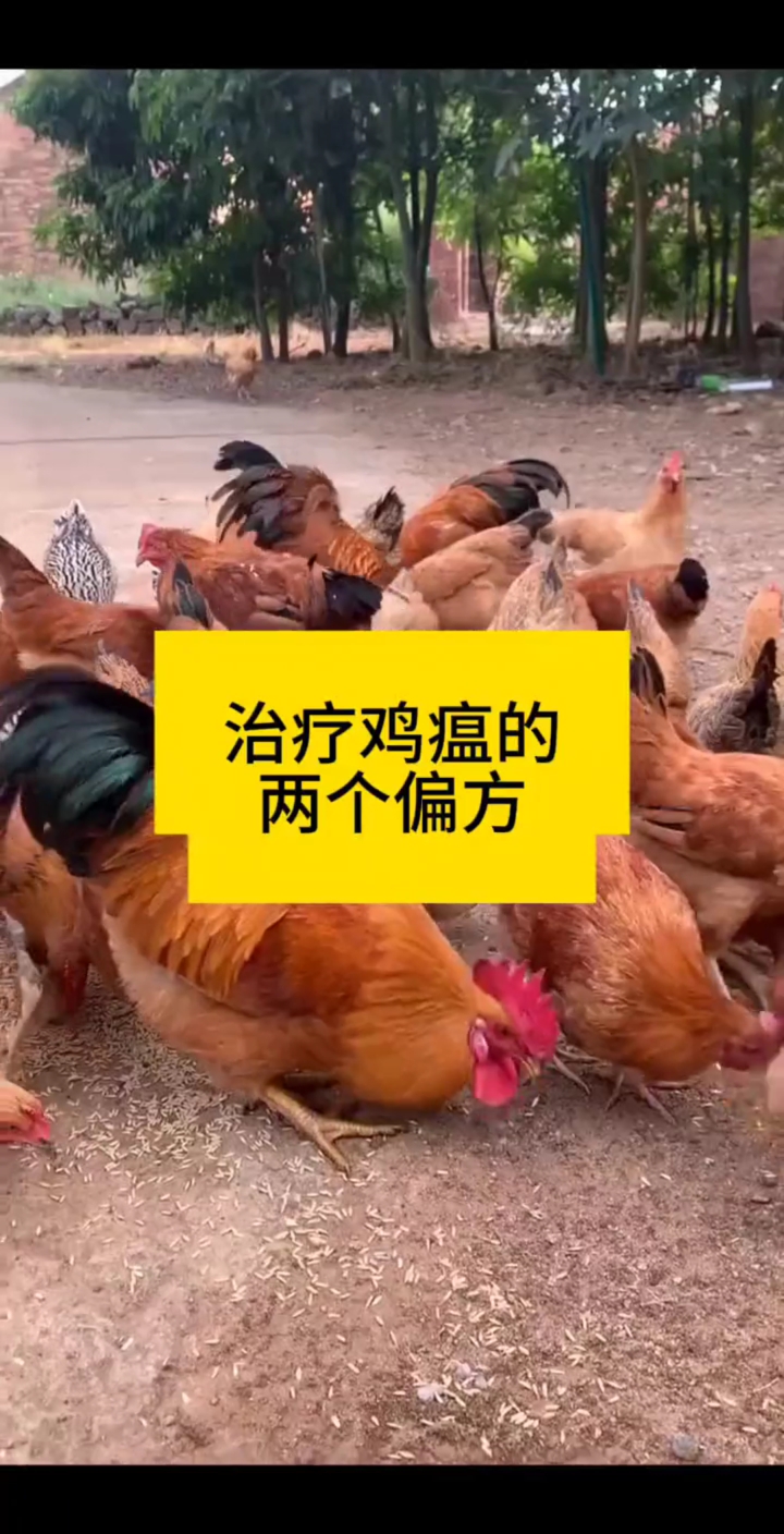 治疗鸡瘟的两个偏方