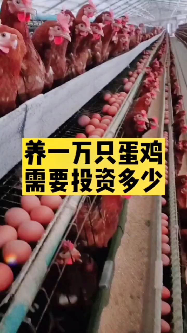 养一万只蛋鸡需要投资多少