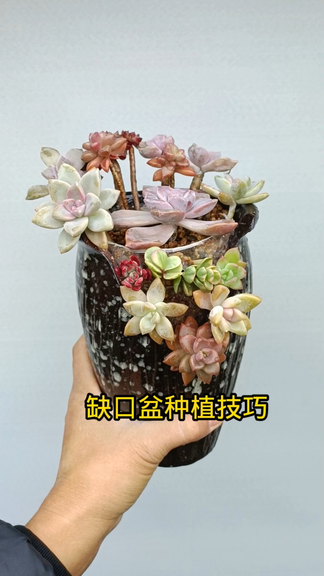缺口盆种植方法