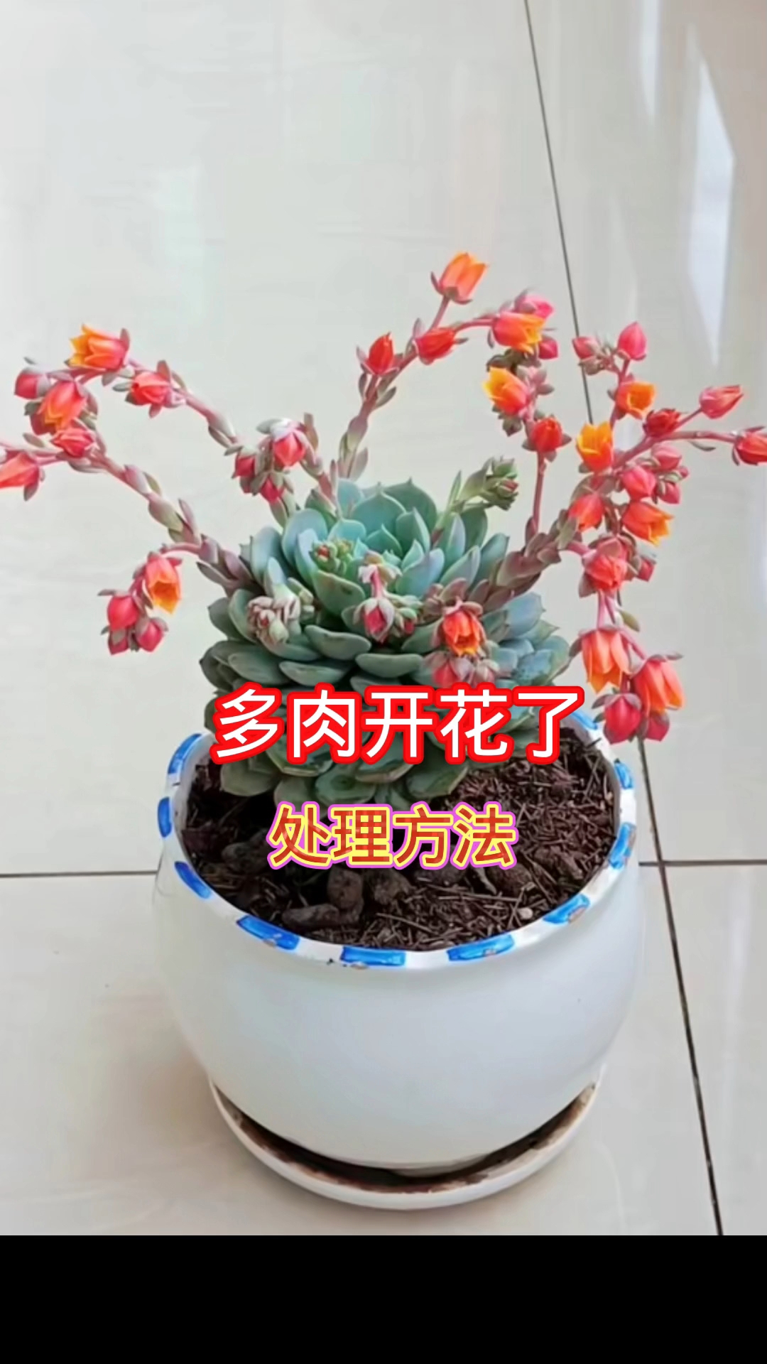 多肉开花也不是什么好事,要处理