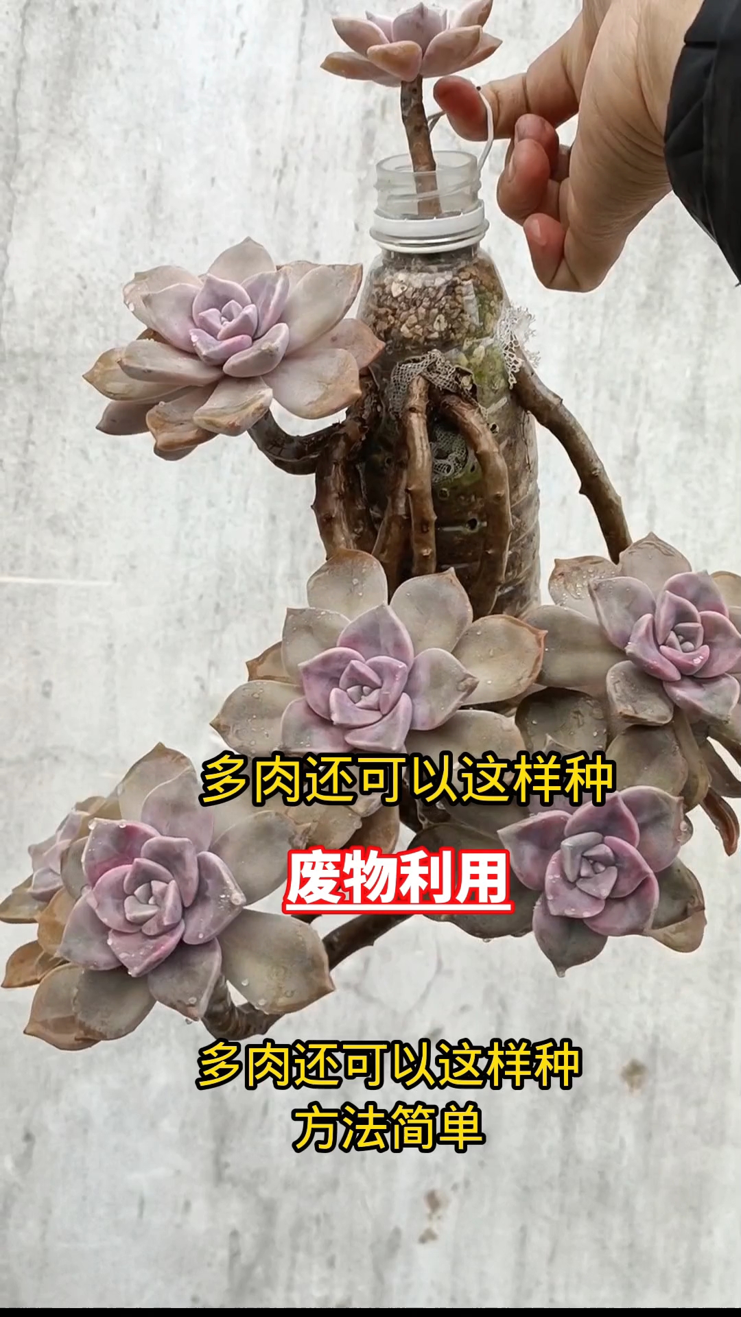 多肉还可以这样种悬崖桩