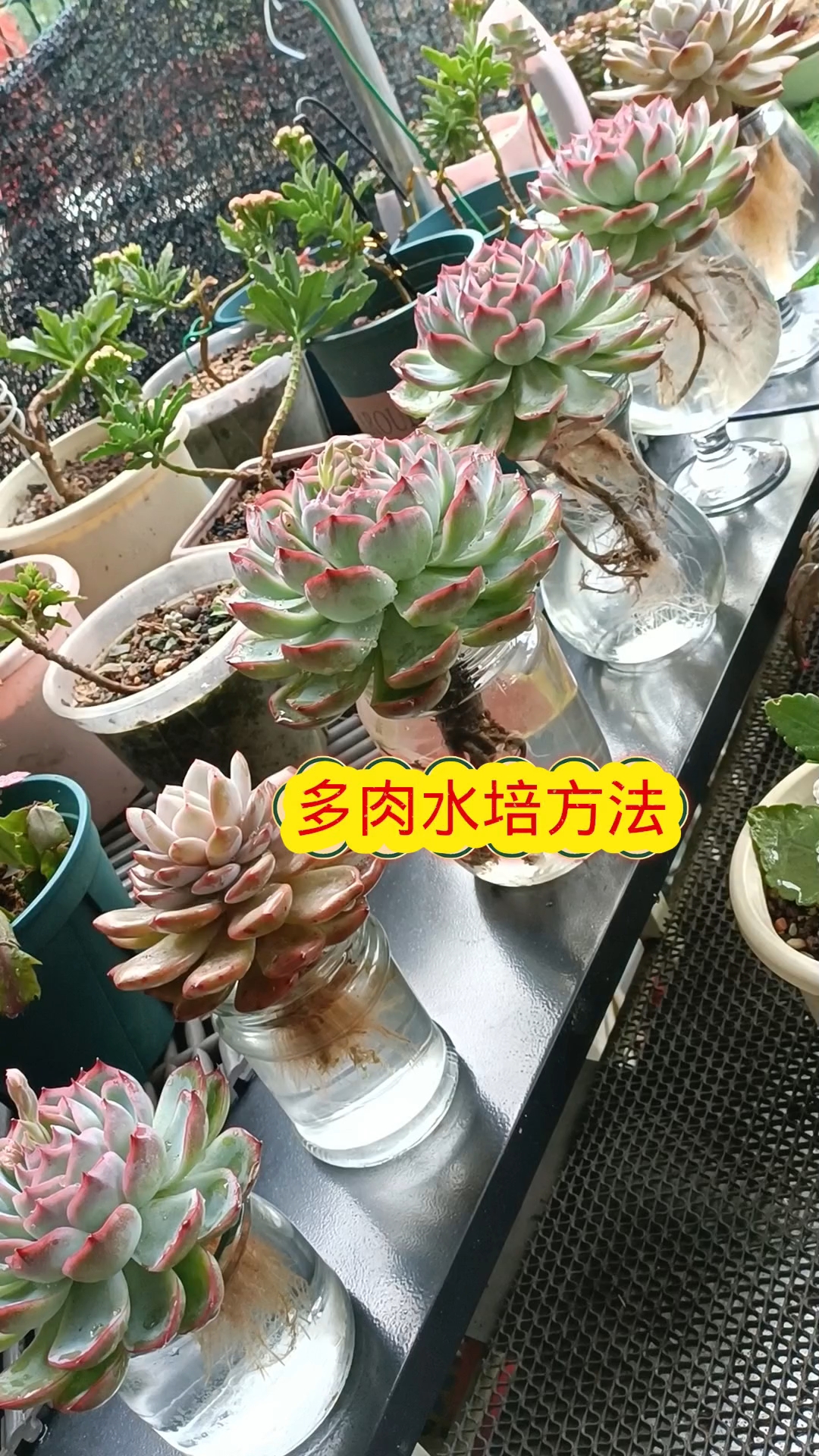 多肉是可以水培的,方法很简单