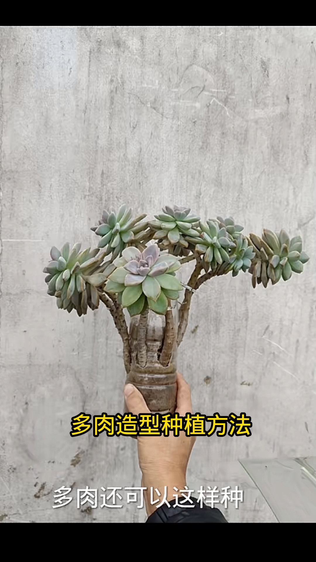 多肉还可以这样种造型