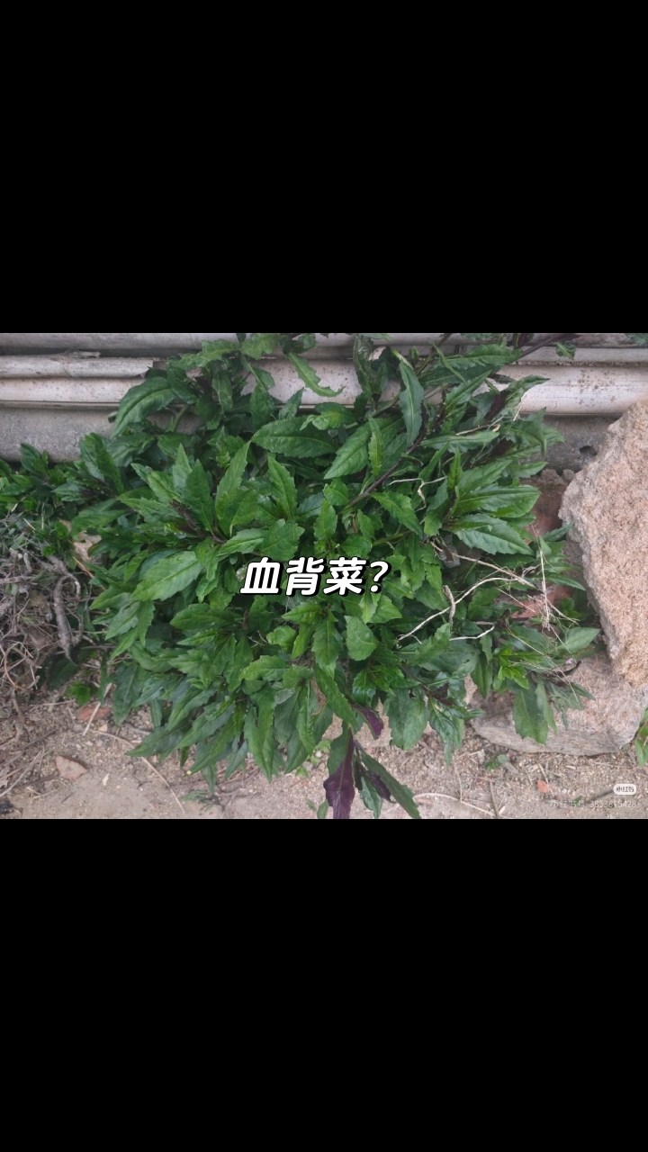 爱春天更爱春天的野菜