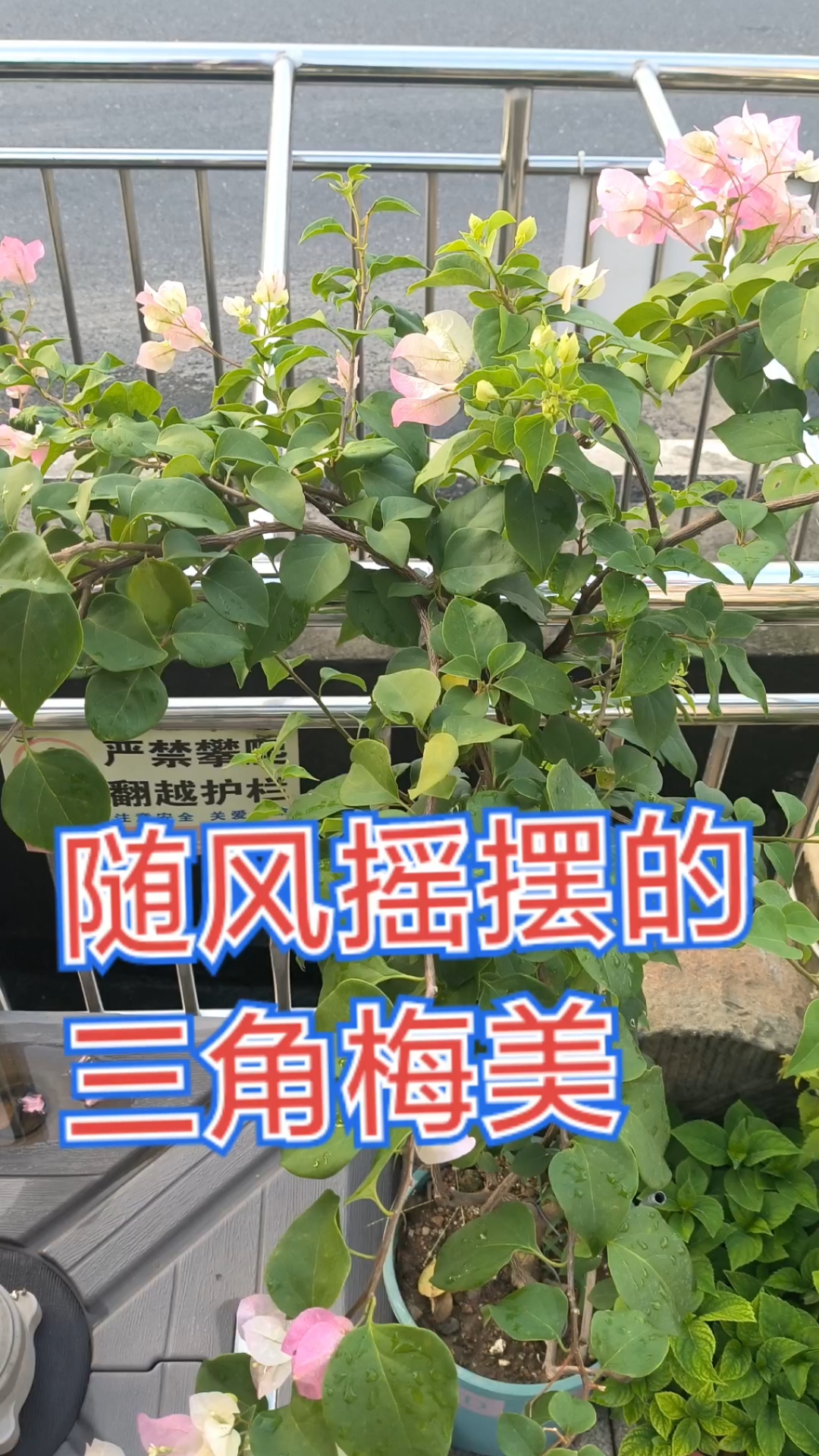 三角梅怎样开花