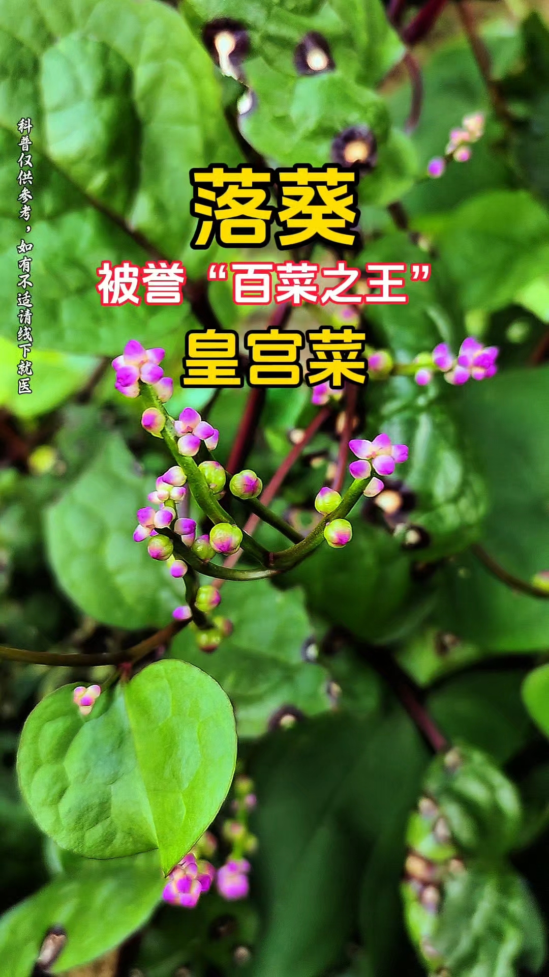 家人们,今天我发现了一种超神奇的菜——皇宫菜