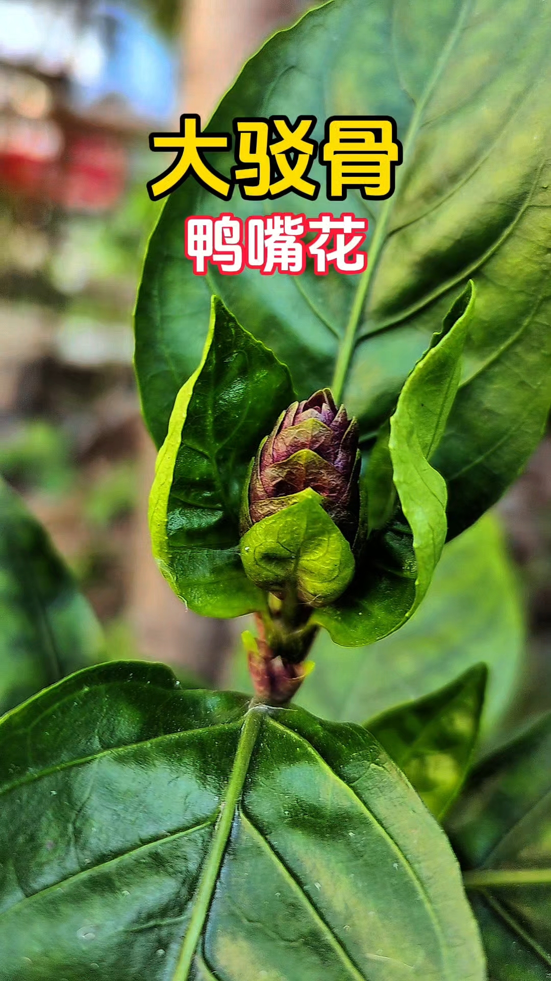 大驳骨,珍稀植物中的瑰宝!快来了解一下!