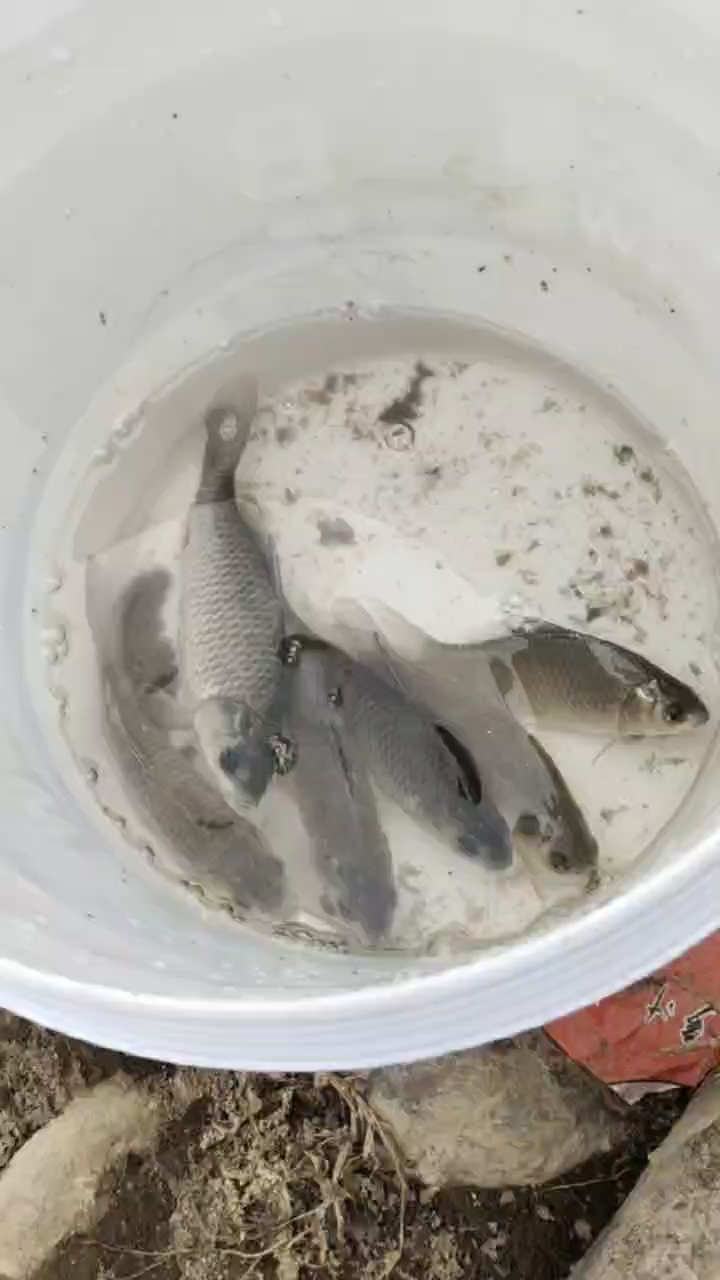 小野河钓的正宗野生鲫鱼,长得不一样,味道也不一样,你会认吗?