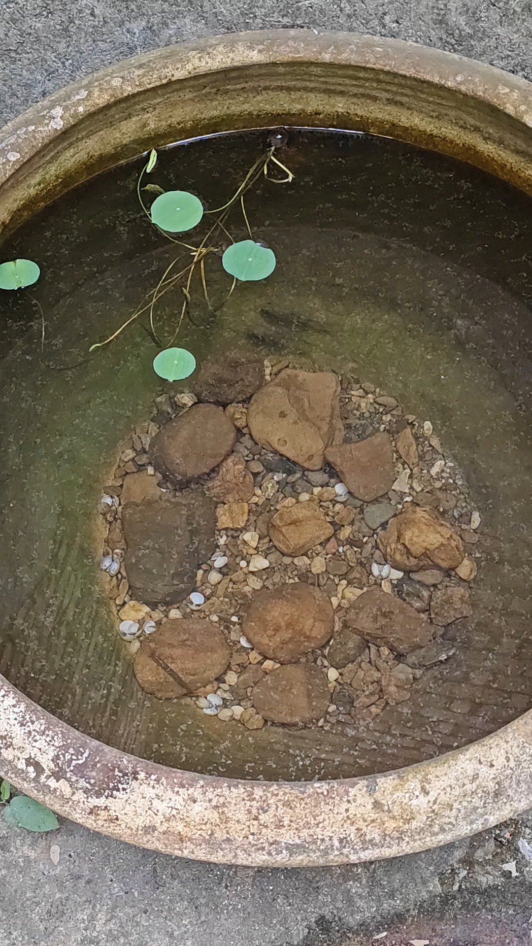 好多天没去看,原来我的小鲤鱼在水缸里养得越来越好了
