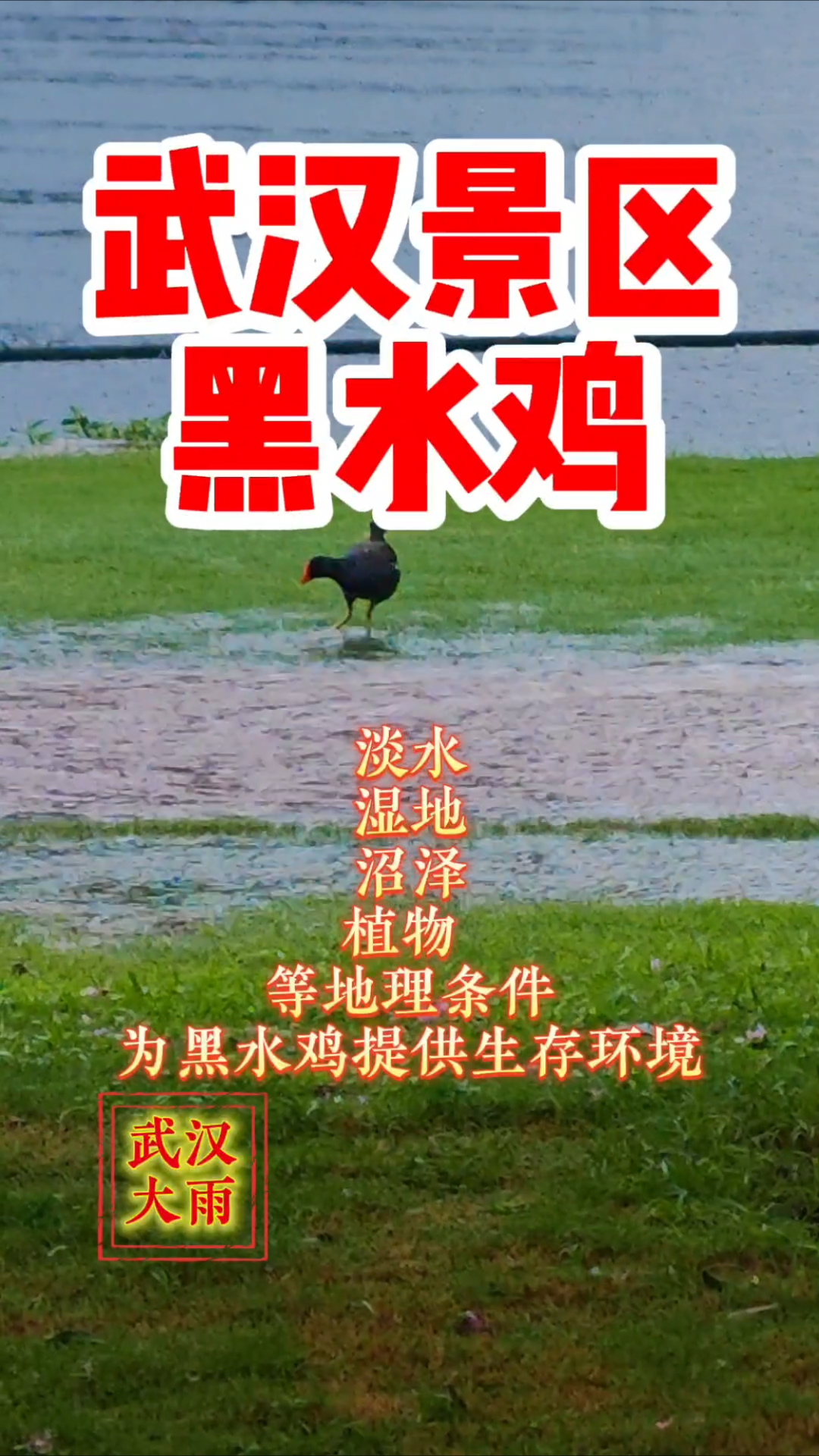 武汉景区黑水鸡