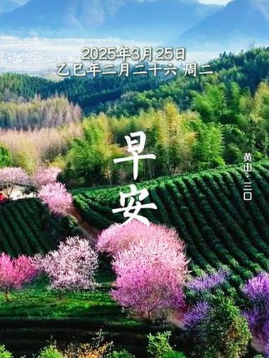粉瓣如诗,茶香似梦。早安!愿你在这一片茶田花海中,开启诗意的一天～春游江淮千姿百态