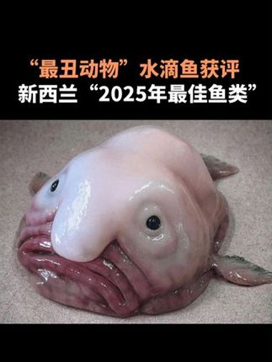 “最丑动物”水滴鱼获评,新西兰“2025年最佳鱼类”