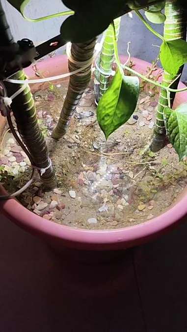 鱼缸里的大自然 大自然的馈赠 水草造景 绿植盆栽 养花人