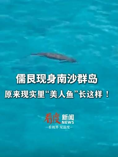 原来现实里“美人鱼”长这样！美人鱼儒艮现身南沙群岛，2022年儒艮被宣布在中国大陆沿海功能