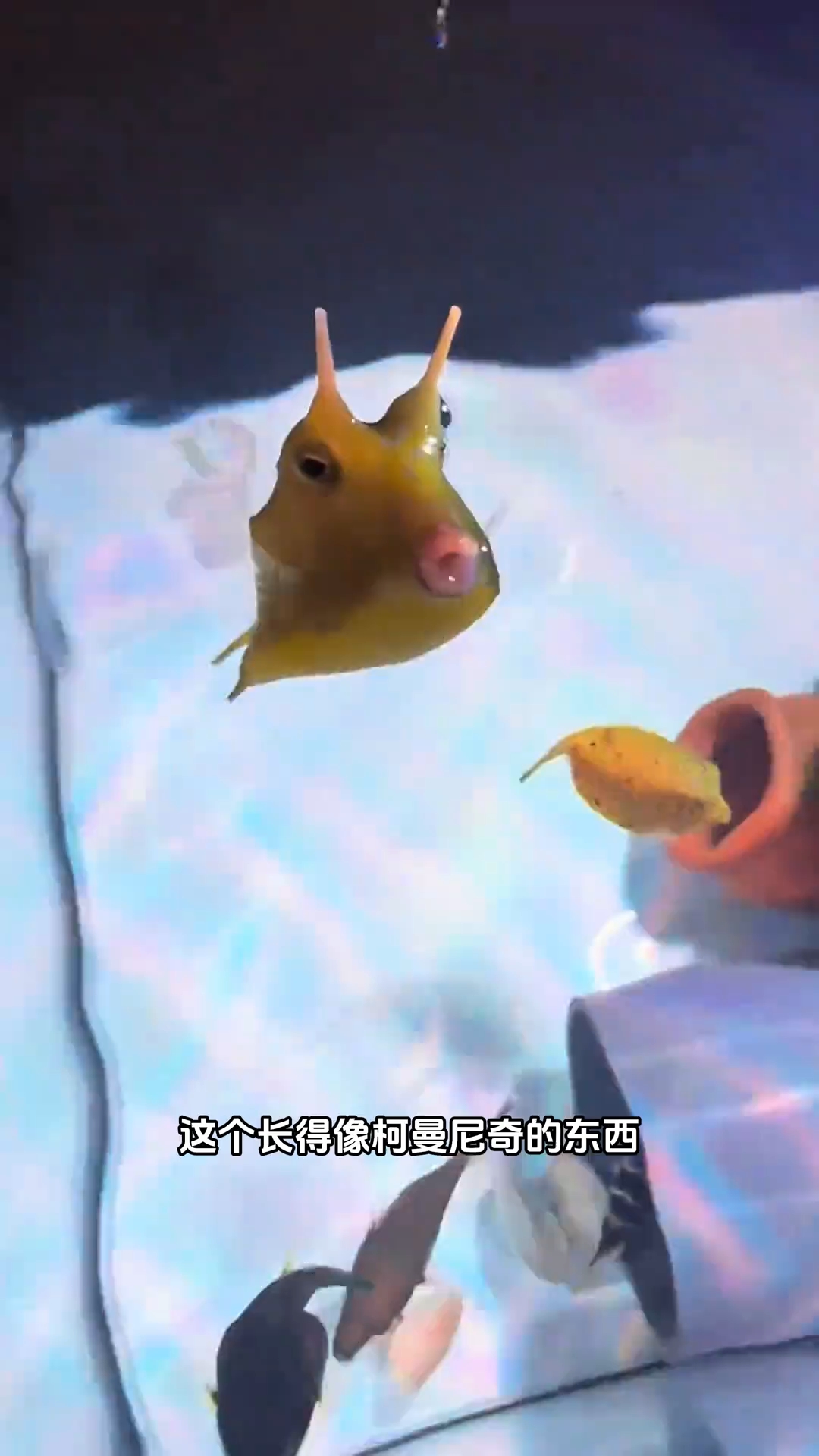 牛角鱼,长得真抽象!