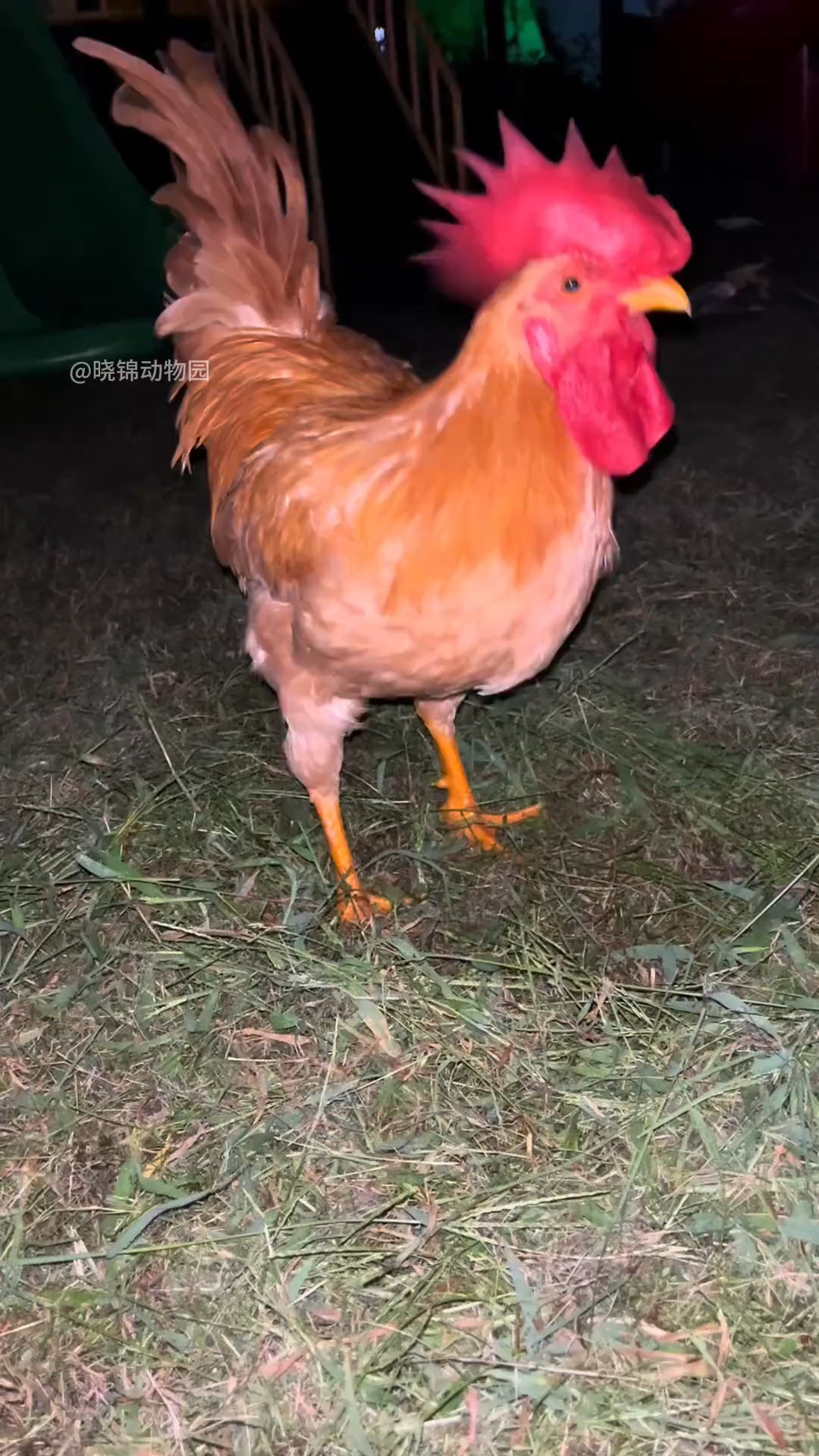 原来大公鸡这么厉害啊！