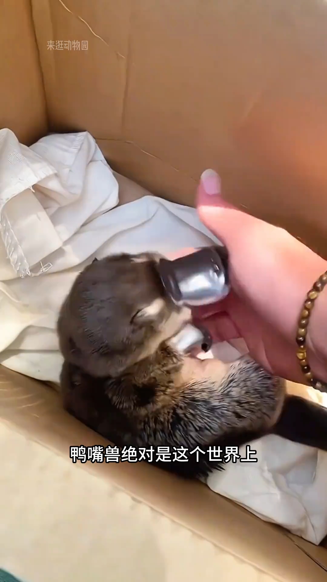 世界上最bug的动物，鸭嘴兽！