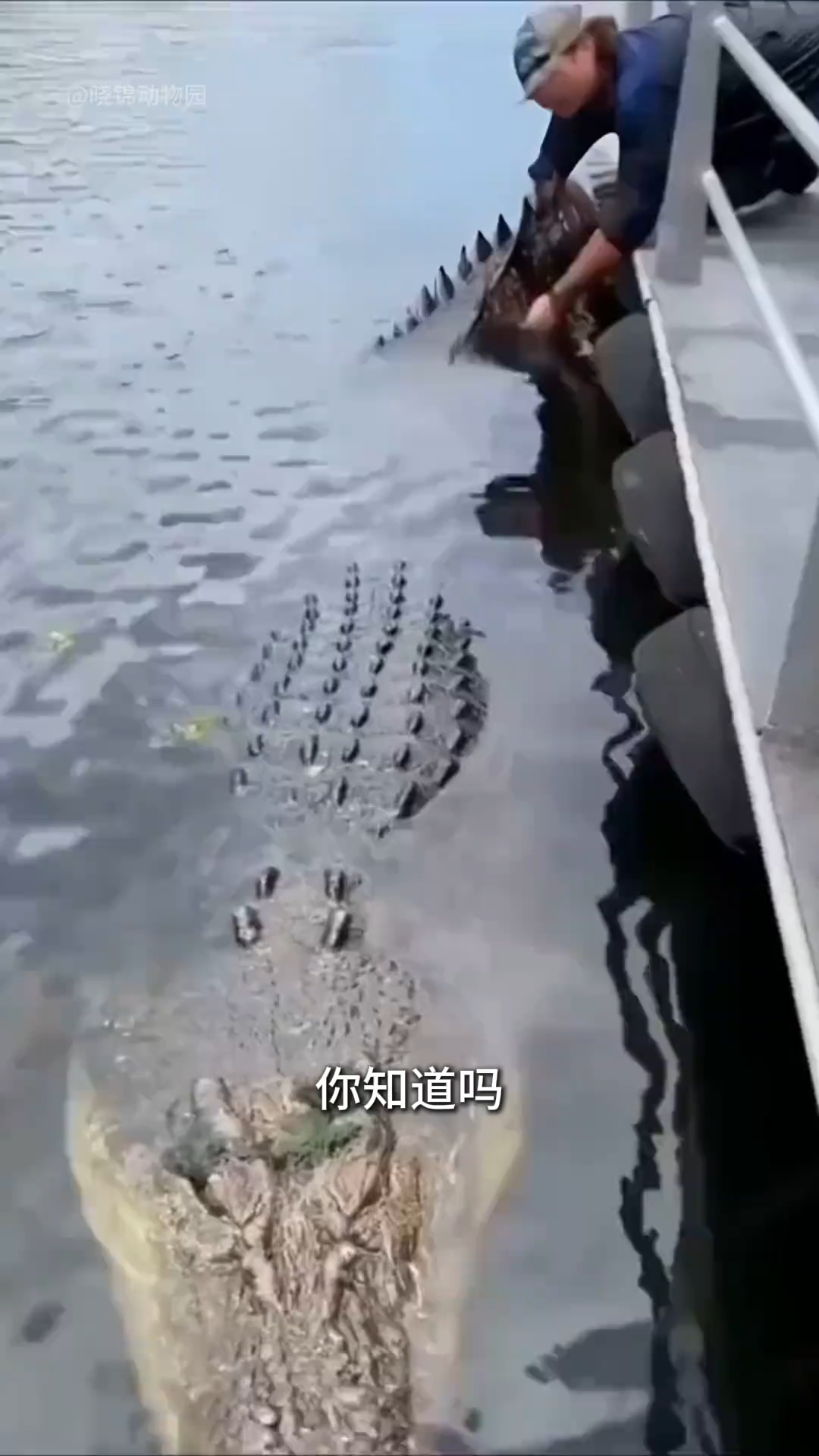 世界上体型最大的鳄鱼，还参加过抗日战争