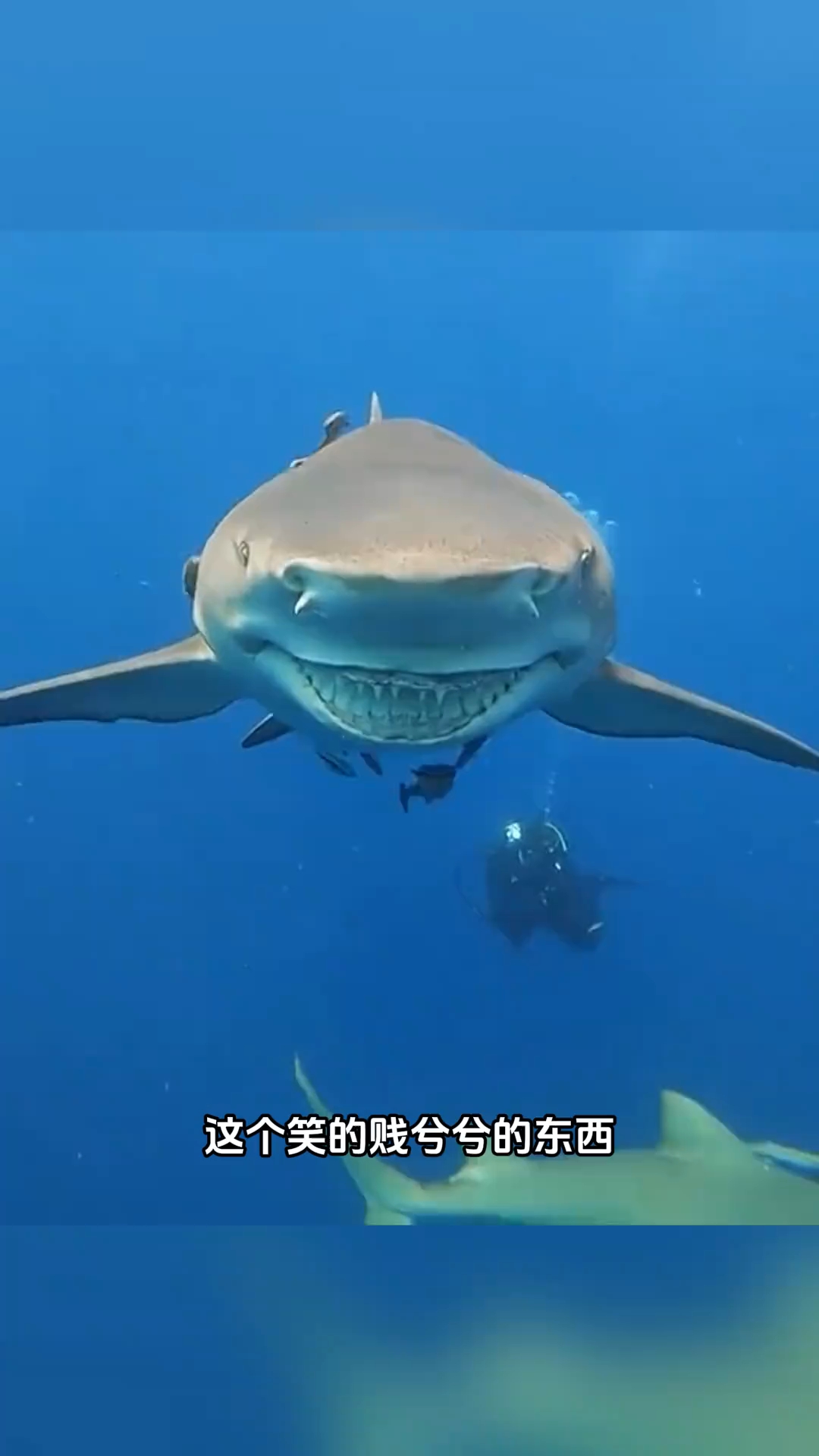 鲨鱼笑起来也是贱兮兮的