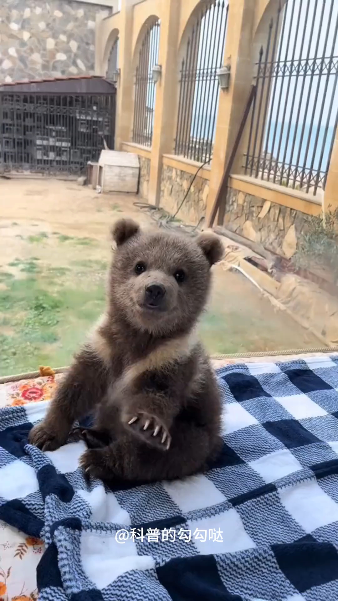 胖胖可爱的小熊熊